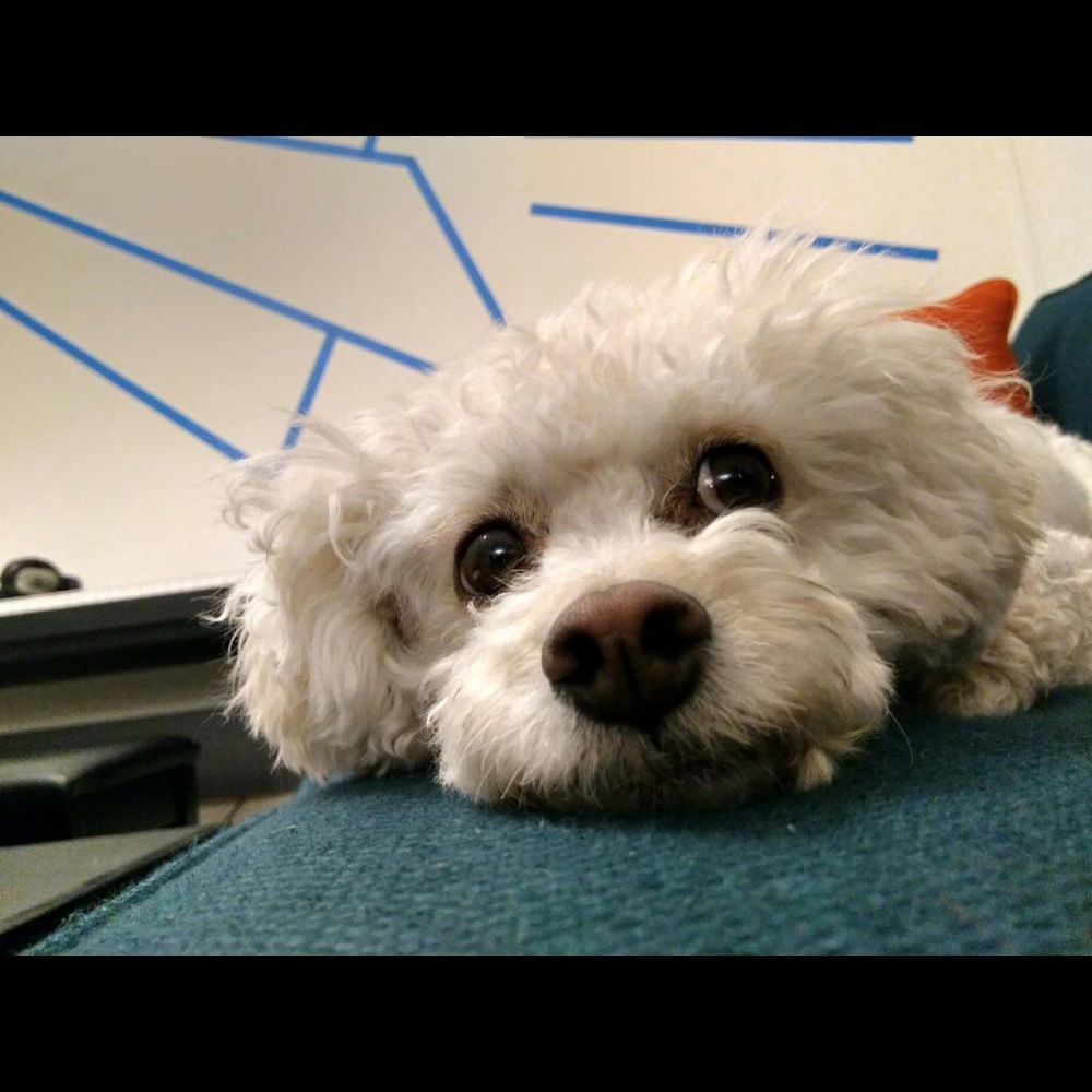 Meet your Posher, Lauren